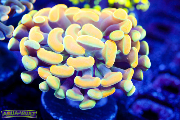 Ultra Rainbow Branching Hammer