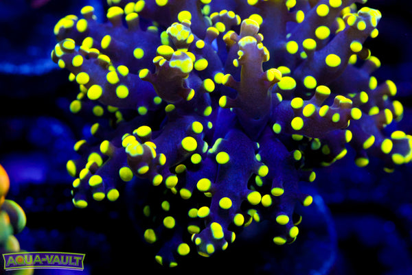 True Yellow Branching Octospawn (rare last one)