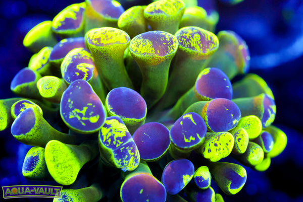 Neon Ultra Toxic Branching Splatter Hammer