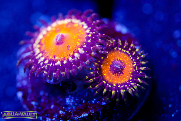 God Beast Zoa