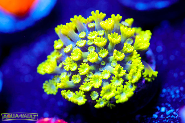 CV Grouch Mini Alveopora