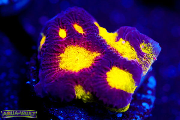 Black and Yellow Platygyra