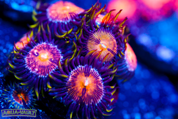 Nirvana Zoa
