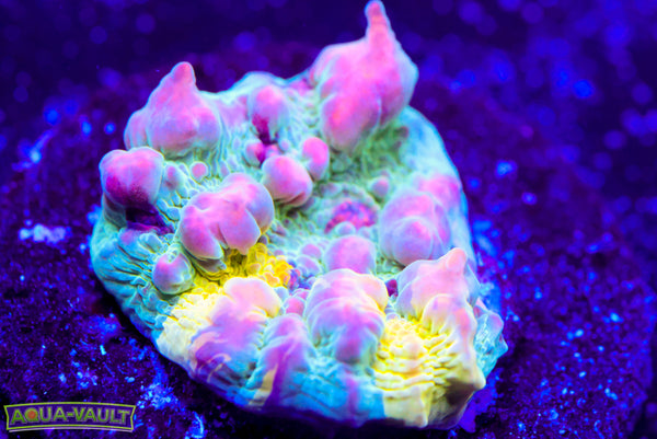 WWC Cosmic Candy Bounce Chalice (look at photos)