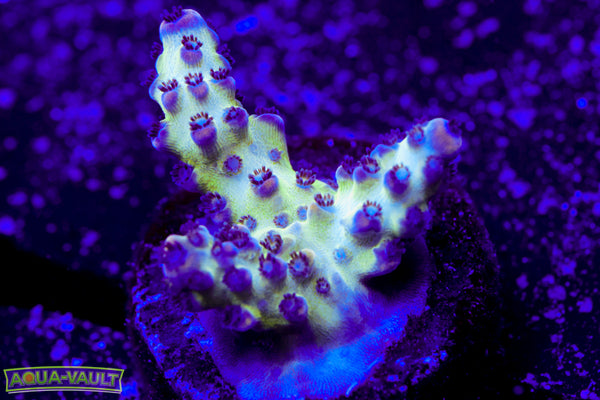 ORA Pearlberry Acro