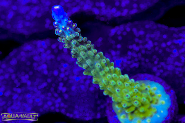 Tricolor Valida Acro
