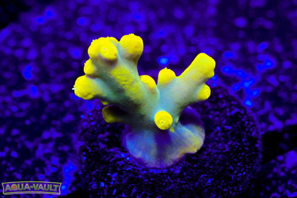 WWC Yoda Acro
