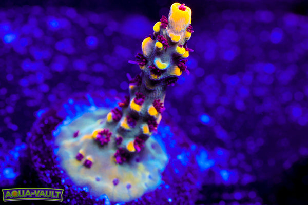 RMF Tiger's Blood Acro