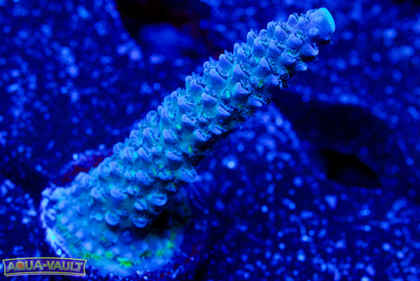 UW Blue Slimer Acro