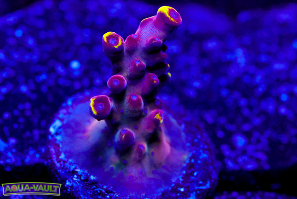 JF Foxflame Acro