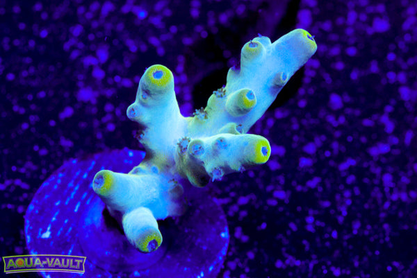 Raising Reef Blue Thunder Acro