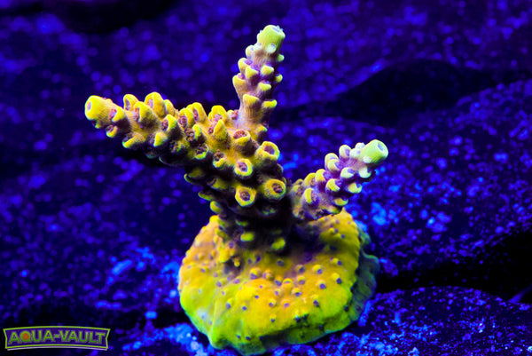 CV Jackfruit Acro