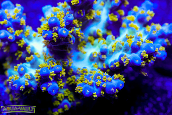 ORA Bellina Acro COLONY!