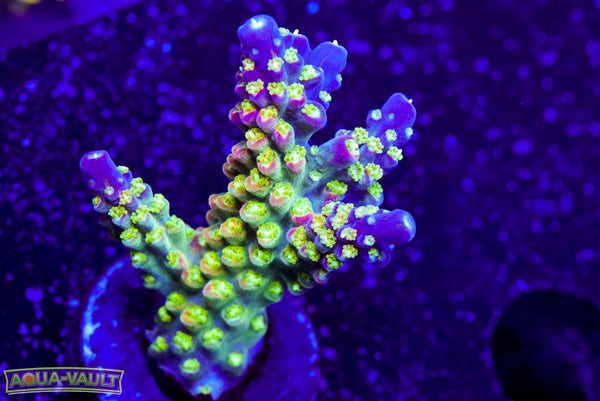 JF Shocktart Acro