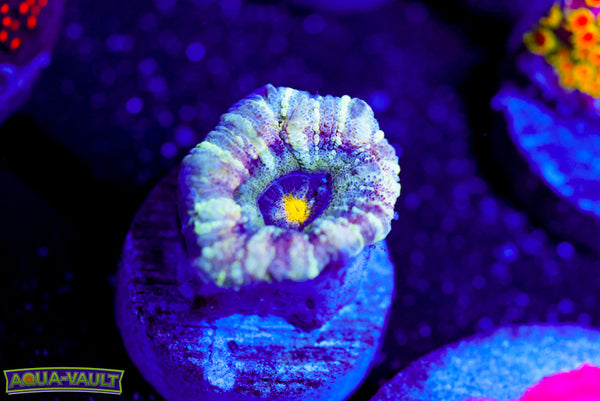 Peeping Asian Acan
