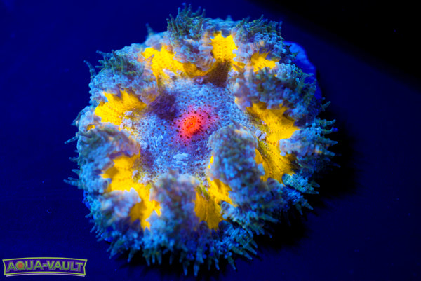 Hot Shot XL Rock Flower