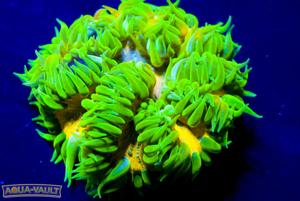 Sinestro XL Rock Flower