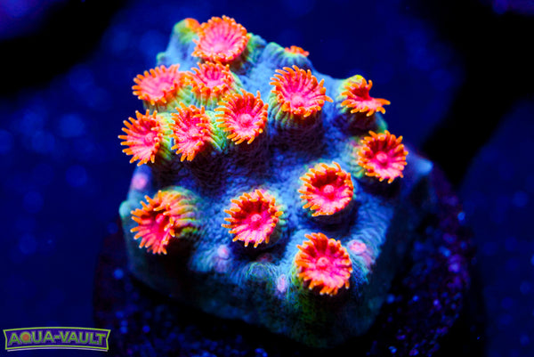 Firestorm Cyphastrea