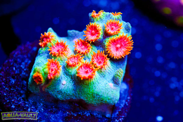 Firestorm Cyphastrea
