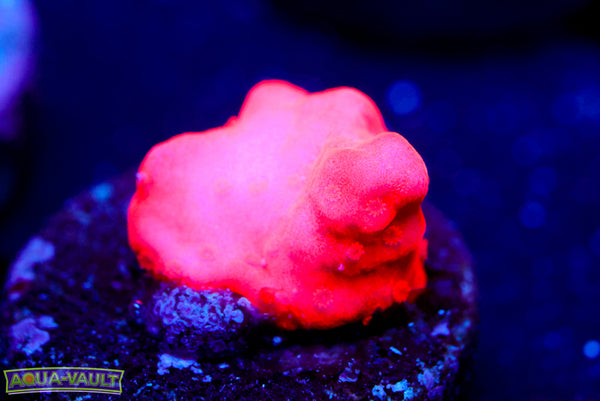 Montipora Setosa