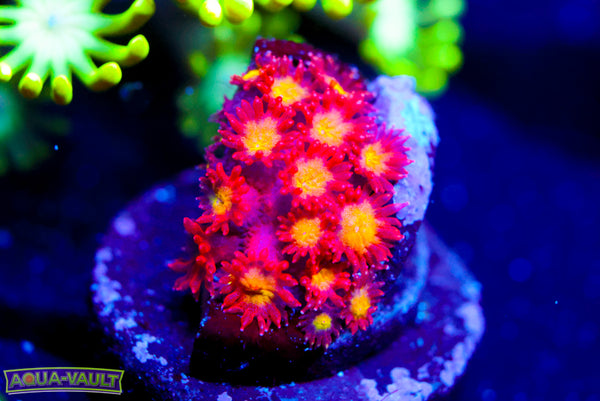 Combustion Micro Goni