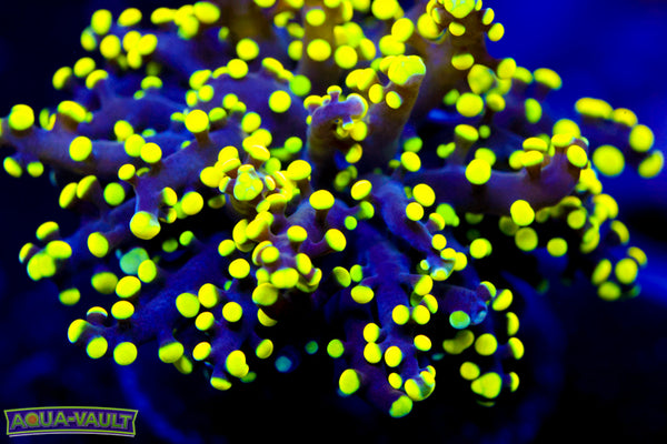 True Yellow Branching Octospawn (rare last one)