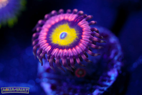 Pink Hippo Zoa