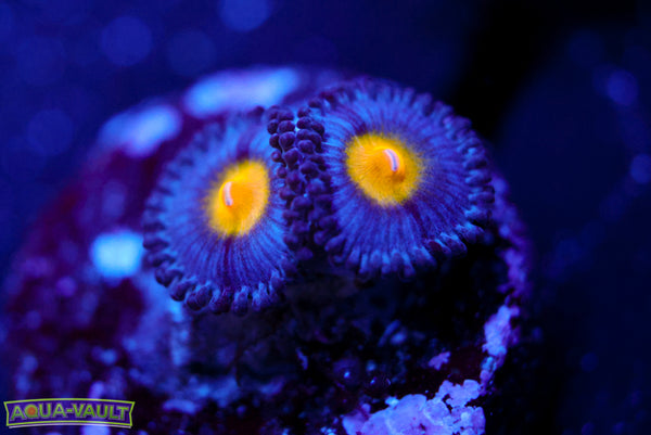 WWC AOI Zoa