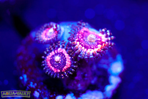 Pink Zipper Zoa