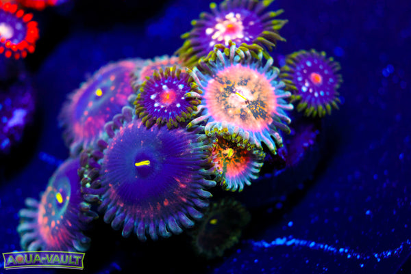 Cosmic + Hawaiian PE + Pinwheel Zoa