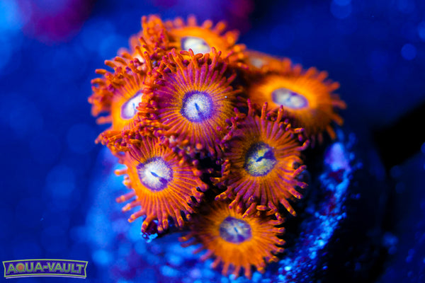Pikachu Zoa