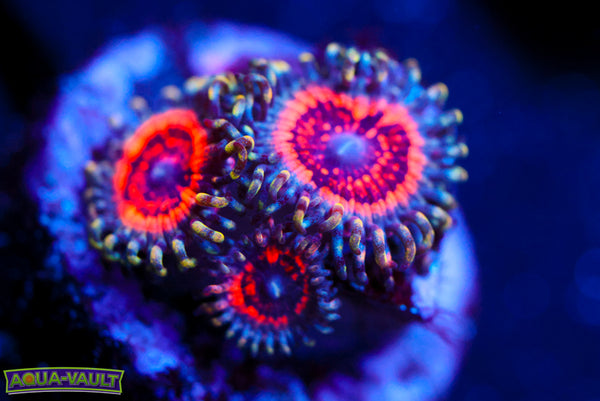 Armor of God Zoa
