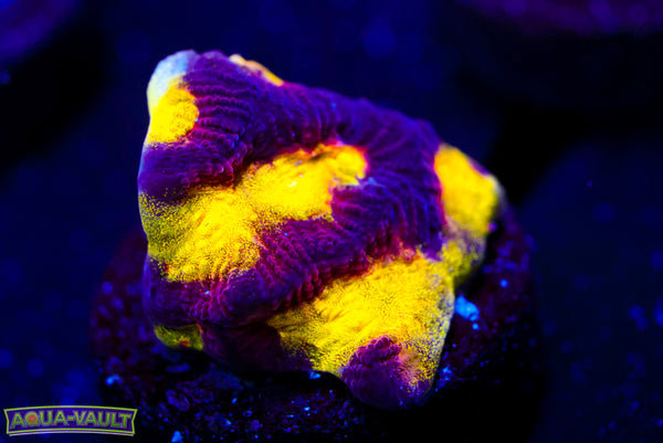Black & Gold Favia