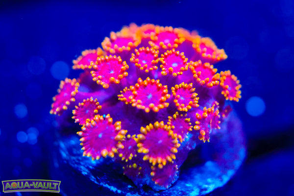 Rainbow Micro Goni