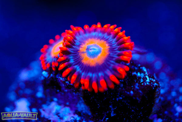 Blonde Eye Bitches Zoa