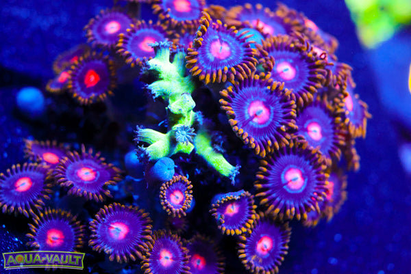 Branching Cyphastrea + CV Blowpop 2.0 Zoa