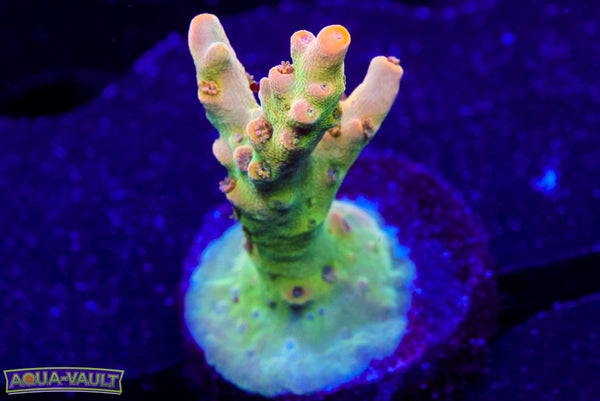 Greg’s Unicorn Acro