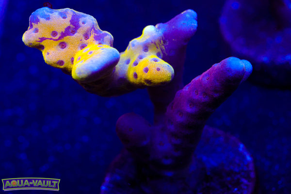 Raising Reefs Lemon Kiwi Anacropora