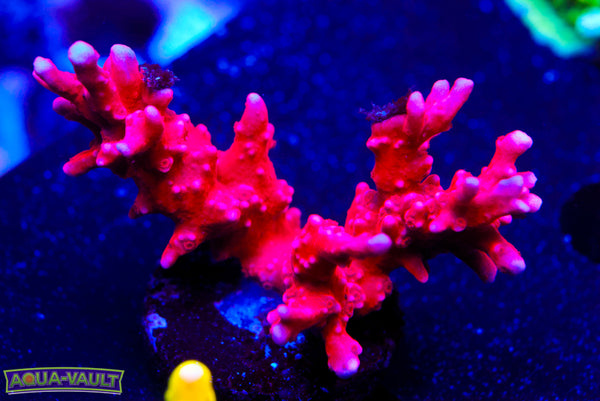 JF TNT Anacropora