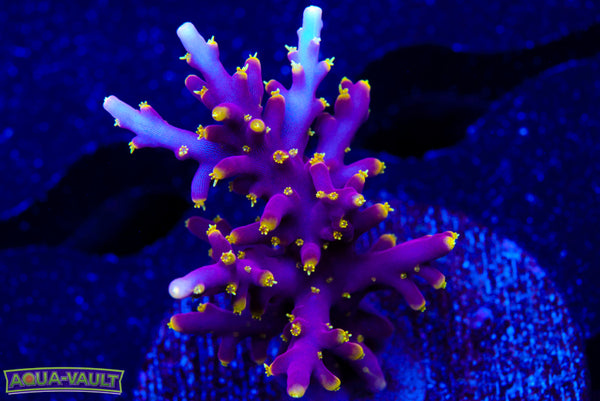 WWC Little Red Ferrari Acro