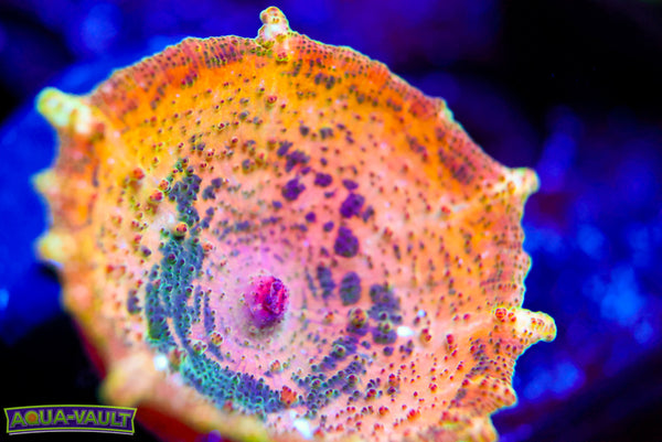 Deaftone Neglectus Mushroom