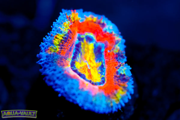 Hot Shot Rainbow Acan