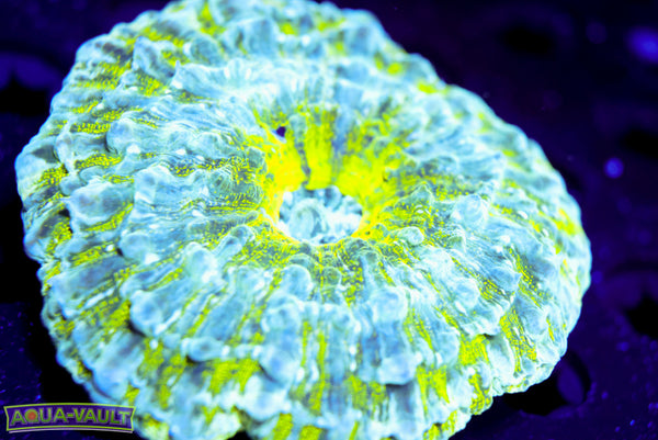 Highly Visible Acantho