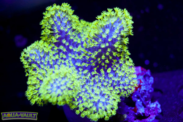 Neon Toadstool Leather 3"