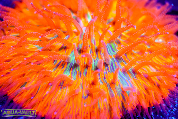 Sunburn Grafted Plate 2"