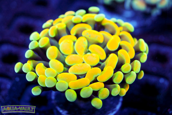 Rainbow Gold Branching Hammer