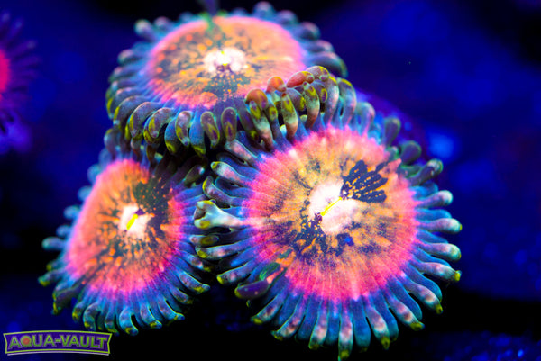 Cosmic Hawaiian Zoa