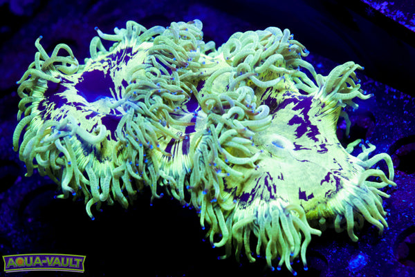 Elegance Coral