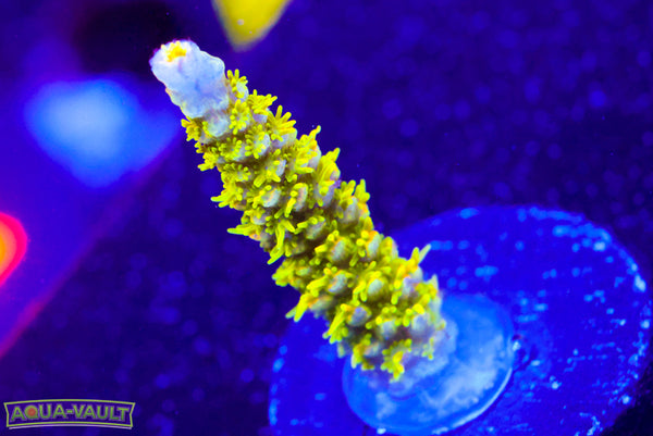 Raising Reef Sunrise Milli  Acro