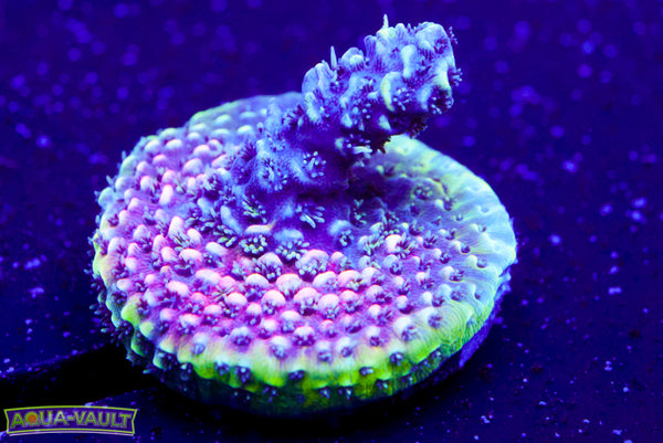 CC Kraken Milli